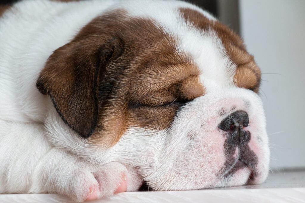 Hund, Welpe, Haustier, britische Bulldogge, englische Bulldogge, Bulldogge, Tier, Welpe, junger Hund, Haushund, Eckzahn, Säugetier, süß, bezaubernd, schlafen, schlafend, Portrait, Hund, Natur, Hund, Hund, Hund, Hund, Welpe, Welpe, Bulldogge