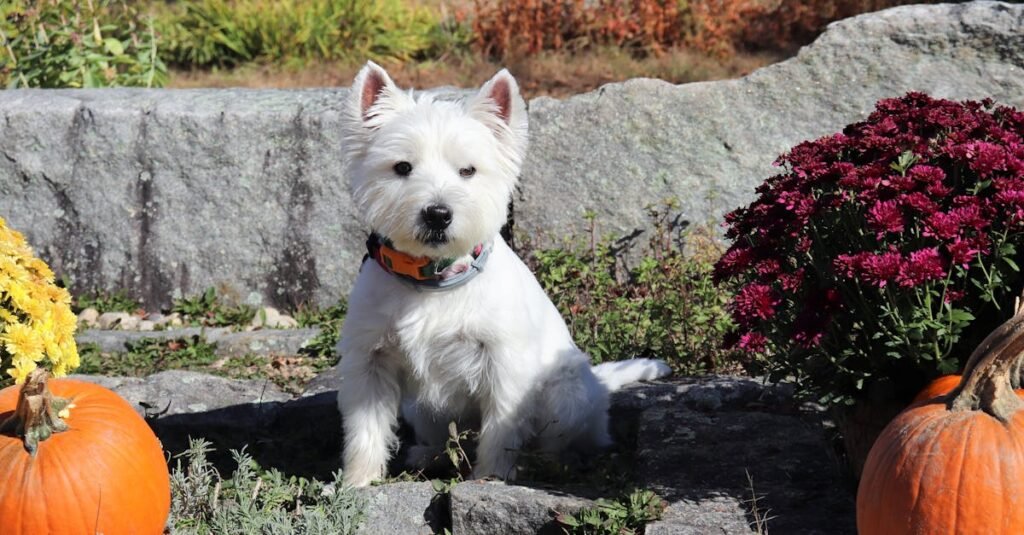 pexels-photo-16174919-16174919 A cute West Highland White Terrier sitting among pumpkins and flowers in a vibrant autumn garden.