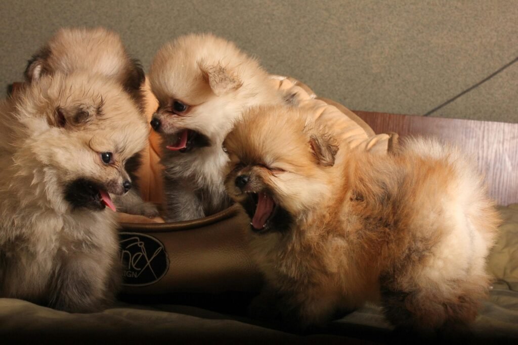 Cute Pomeranian puppies playing indoors, showcasing their fluffy fur and playful charm.