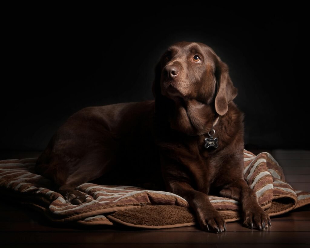 pexels-photo-544269-544269 A chocolate Labrador dog lounging on a cozy rug with a dark background.